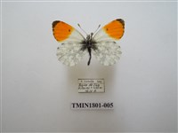 藏品(粉蝶科)的圖片